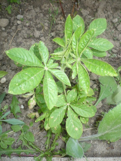 cleome - VARA IN GRADINA MEA