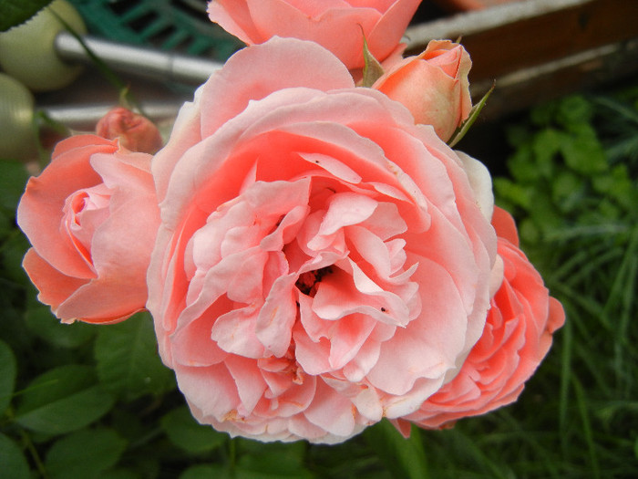 Rose Pleasure (2012, June 05) - Rose Pleasure