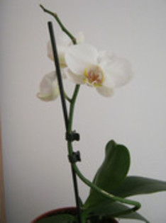 Orhidee - flori de apartament 2012