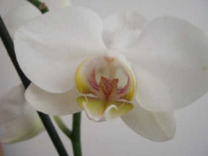 Orhidee - flori de apartament 2012