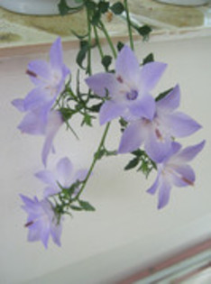 Campanula