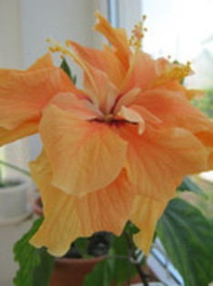 Hibiscus - flori de apartament 2012