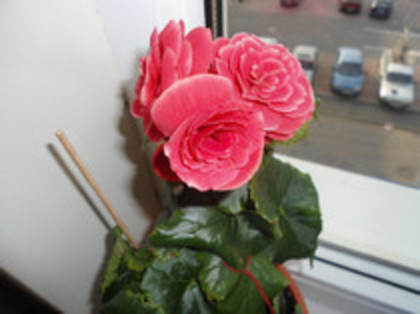 Begonie - flori de apartament 2012
