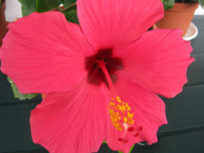 Hibiscus