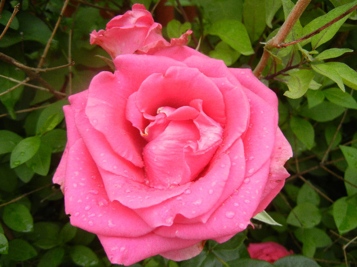 Rose Pink Peace (2012, June 06)