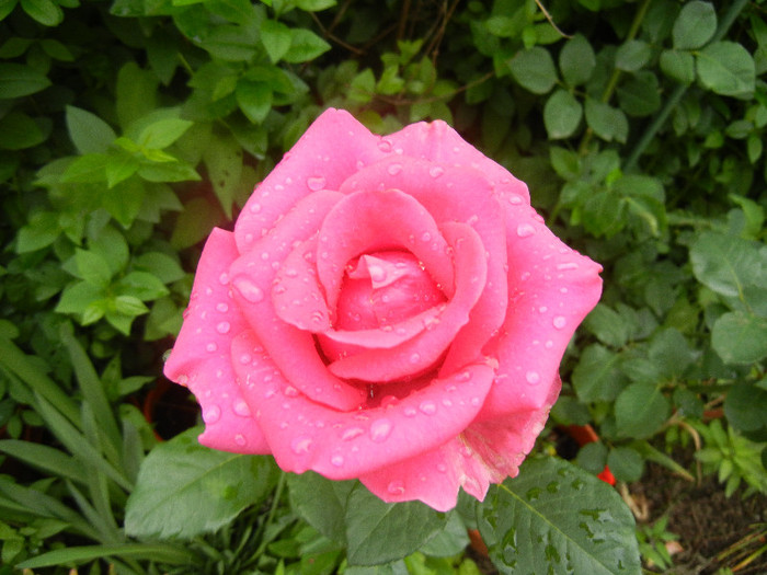 Rose Pink Peace (2012, June 06)