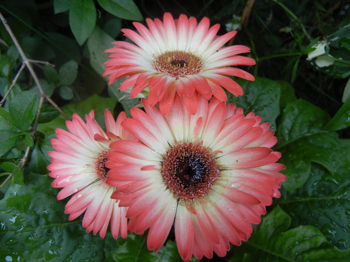 Bicolor Gerbera (2012, June 06)