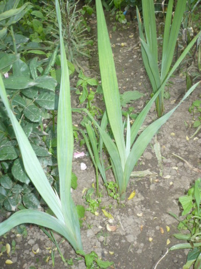 MULTE GLADIOLE