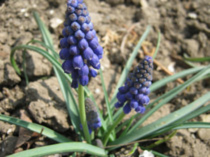 Muscari - gradina 2012