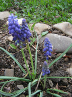Muscari