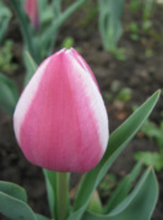 Lalea Valentine - gradina 2012