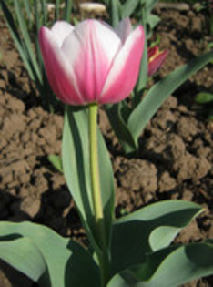 Lalea Valentine - gradina 2012