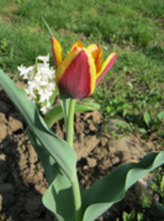 Lalea Gavota - gradina 2012