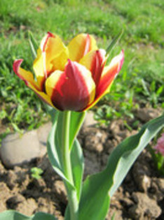 Lalea Gavota - gradina 2012