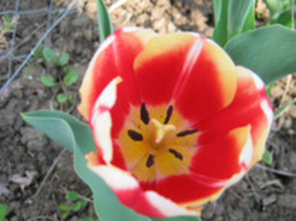 Lalea - gradina 2012