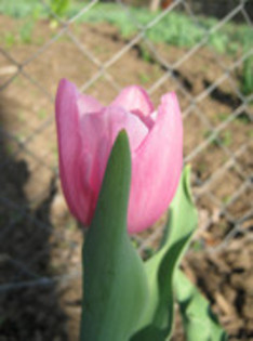 Lalea - gradina 2012