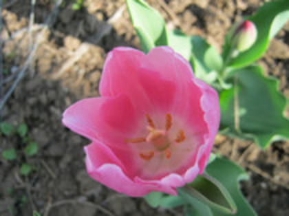 Lalea - gradina 2012