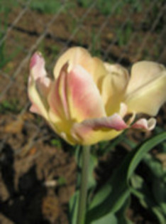 Lalea Perrot - gradina 2012