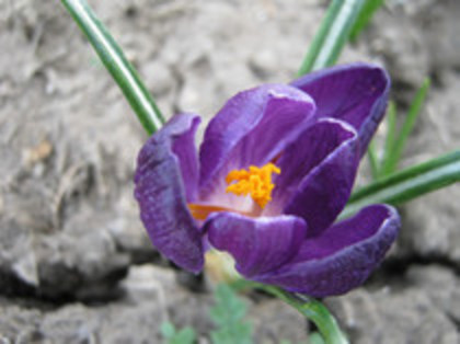 Brindusa - gradina 2012