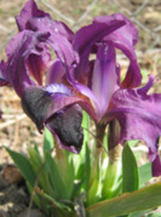 Stanjenei - gradina 2012