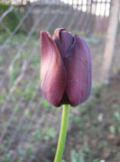 Lalea neagra - Qeen of Night - gradina 2012