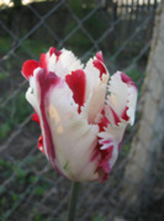 Lalea Perrot - gradina 2012