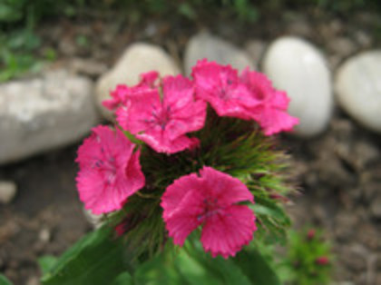 Garofita - gradina 2012