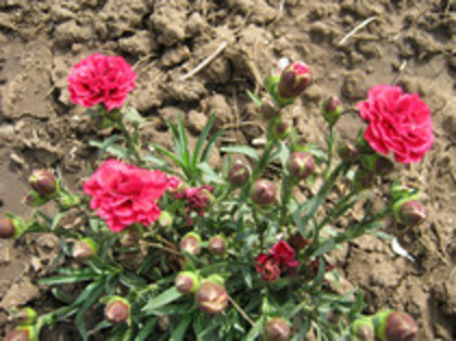 Garofita - gradina 2012