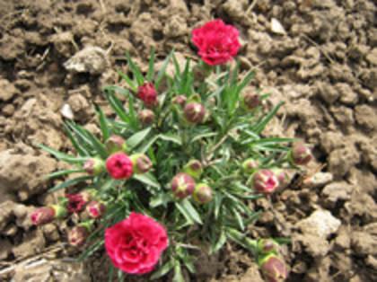 Garofita - gradina 2012