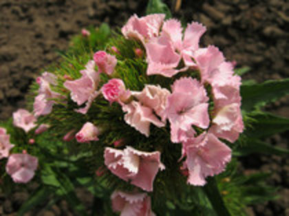 Garofita - gradina 2012