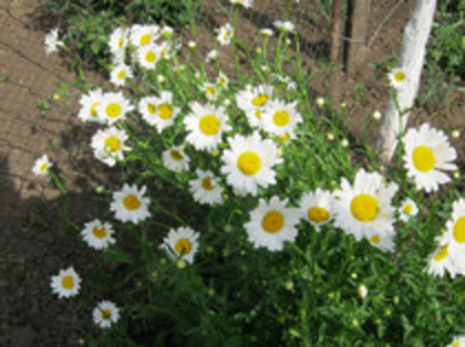 Margarete - gradina 2012