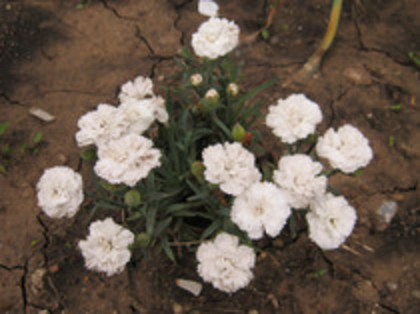 Garofita - gradina 2012