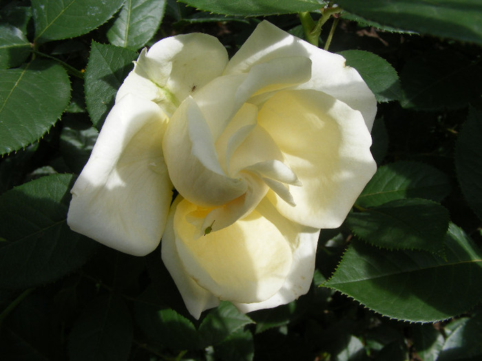 My Girl; Th,floare mare,26-40petale,parfum puternic(7-8 din 10puncte)h1-1,3m
