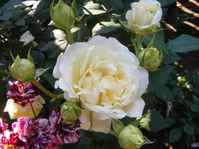 My Girl; Th,floare mare,26-40petale,parfum puternic(7-8 din 10puncte)h1-1,3m
