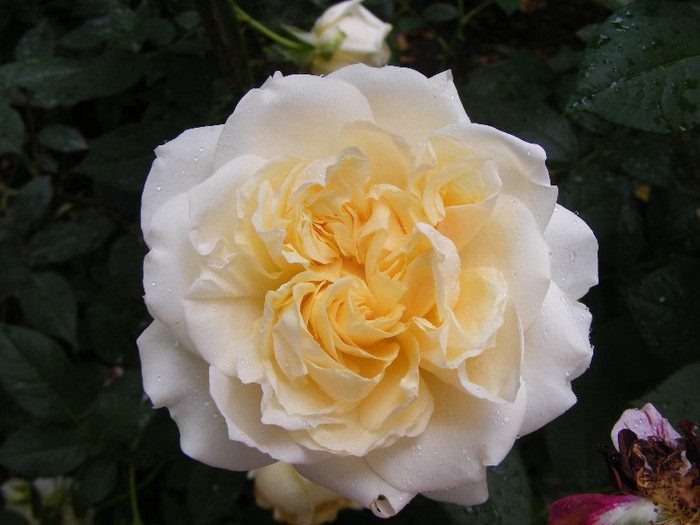 My Girl; Th,floare mare,26-40petale,parfum puternic(7-8 din 10puncte)h1-1,3m
