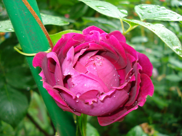 "Falstaff", David Austin 1999 , U (arbustiv); Multumesc mult de tot  Gabiuta!!!
