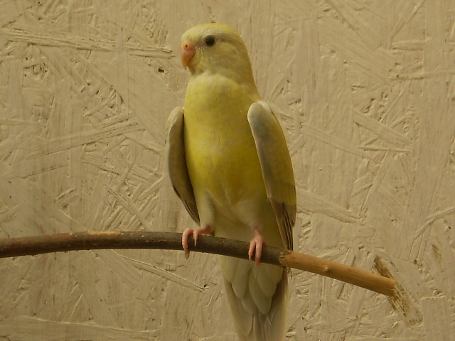 P6030109 - papagali