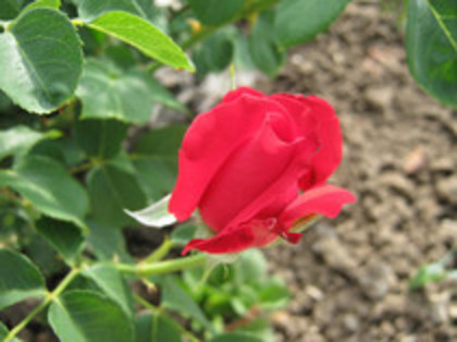 Trandafiri 14