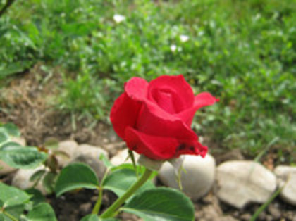Trandafiri 15 - trandafiri 2012