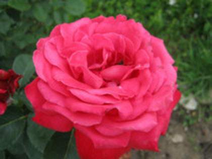 Trandafiri 22
