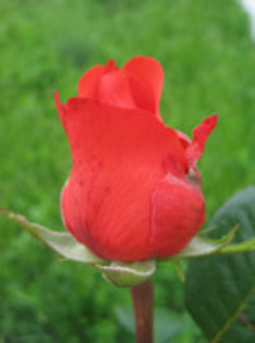 Trandafiri 25