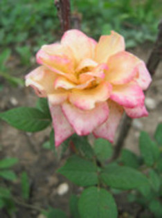 Trandafiri 36 - trandafiri 2012