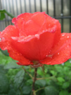 Trandafiri 38 - trandafiri 2012