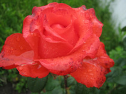 Trandafiri 44 - trandafiri 2012
