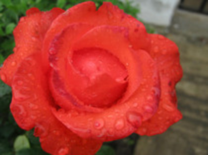 Trandafiri 46 - trandafiri 2012