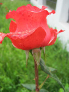 Trandafiri 47 - trandafiri 2012