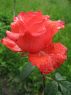 Trandafiri 48 - trandafiri 2012