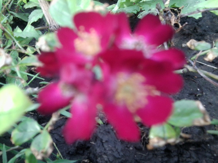 mozart- acoperitor de sol