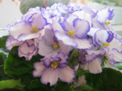 Violete 03 - violete 2012