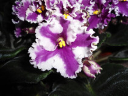 Violete 08 - violete 2012